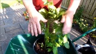 Grow potatoes in Seaweed and leaves a permaculture experiment Part 2 [upl. by Absa]