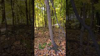 Erindale park Mississauga Ontario autumn fallcolors realestateagent realesate [upl. by Sokul]