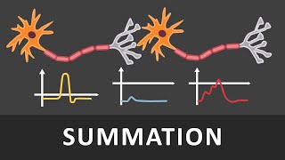 Räumliche und zeitliche Summation einfach erklärt  Verrechnung von Potentialen [upl. by Dielle]