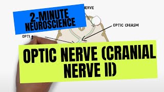 2Minute Neuroscience Optic Nerve Cranial Nerve II [upl. by Ajssatsan]