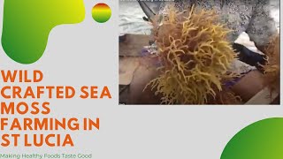 Wild Crafted Sea Moss Farming In St Lucia [upl. by Sutherlan]