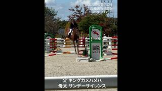 引退競走馬2頭 国スポ佐賀2024 六段障害飛越競技に出場 [upl. by Diskin]