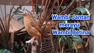 Wambi gacor merayu di betina wambi wambibetina wambigacor wambijantangacor wambibetinagacor [upl. by Kaule990]