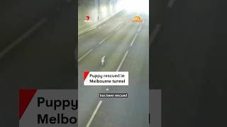 Puppy rescued in Melbourne tunnel [upl. by Claudius]