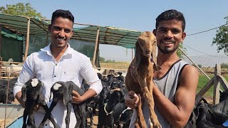 Osmanabadi Top Quality Goat Farming  Nitesh Jadhav Sir Maharashtra [upl. by Annaierb]