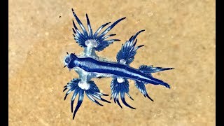 Blue Sea slug Glaucus Atlanticus Australia unedited [upl. by Llerrut]