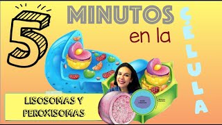 Lisosomas y peroxisomas  5 minutos en la célula BioESOsfera [upl. by Liberati]