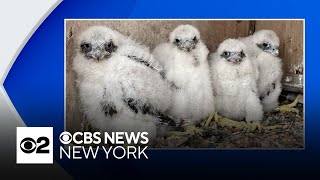 4 peregrine falcon chicks hatch in New York nest box Heres how you can help name them [upl. by Tisbe]