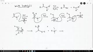 mechanism of amide hydrolysis [upl. by Rubie187]