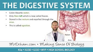 The Digestive System  GCSE Biology 91 [upl. by At]