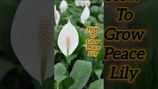 Grow Peace Lily IN WATER  Easy Steps shorts [upl. by Esiole]