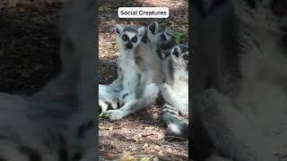 WILD Lemur SECRETS You Never Knew shorts trending [upl. by Didier]