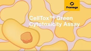 CellTox™ Green Cytotoxicity Assay [upl. by Martelle]