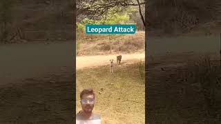 Dog Vs Leopard ⚔️ Fight 😮nature leopard wildlife animals tiger forest leopardlover dog [upl. by Crosse]