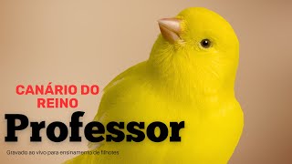 Canário do reino Professor gravado ao vivo para ensinamento de filhotes [upl. by Bigod]