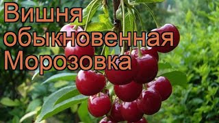 Вишня обыкновенная Морозовка prunus cerasus morozovka 🌿 обзор как сажать саженцы вишни Морозовка [upl. by Phipps]