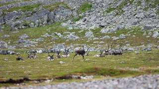 Sob polární Rangifer tarandus Norsko 2016 [upl. by Petulah]