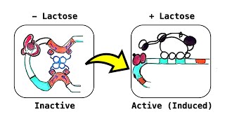 Lactose Lac Operon an inducible operon deepdive video [upl. by Neel550]