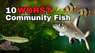 Top 10 WORST Community Aquarium Fish [upl. by Lenette]