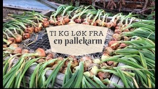 Ti kg løk fra en pallekarm [upl. by Noet]