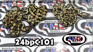 24bpC101 fm Pastel Het Clown Het Desert Ghost x m Cryptic Desert Ghost Pastel [upl. by Bullis]