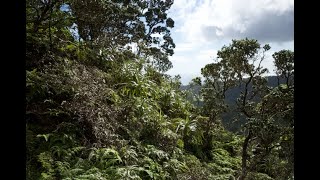 More Hawaiian ecology on the Mauumae Ridge Trail [upl. by Olivier]