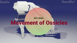 Ossicles movement [upl. by Rachele336]