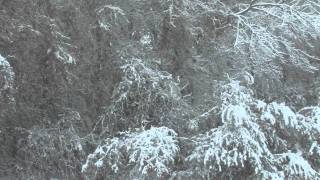 Snowing Free Stock Footage [upl. by Crane]