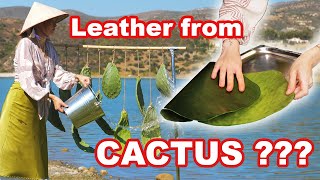 Leather from Cactus This is how vegan leather is made 🌵 [upl. by Chrisy]