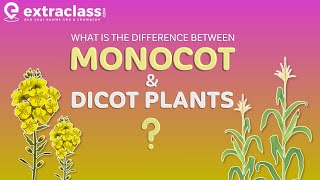 What is the difference between Monocot and Dicot plants  Biology  Extraclasscom [upl. by Collum]