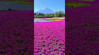 富士芝桜まつりMount Fuji and moss phlox at Fuji Shibazakura Festival japan 富士山 芝桜 shorts [upl. by Ataliah347]