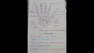 carpal bones anatomy [upl. by Aled]