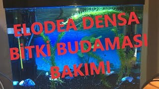 ELODEA DENSA  BakımıBudaması  How Can I Trim Elodea Densa   akvaryum bitki [upl. by Ellehcir]