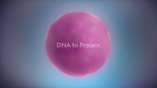 Protien synthesis Polysome action in cell [upl. by Audy]