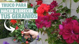 Con un solo TRUCO y tus GERANIOS florecerán mucho más aplícalo una vez por semana  Jardín Diaz [upl. by Krasner]