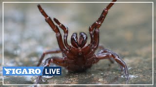 🕷Après les inondations une invasion de MYGALES est attendue en Australie [upl. by Reppiks]