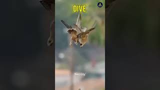 Peregrine Falcon Attack 😲 shorts viralvideo [upl. by Gnaw665]