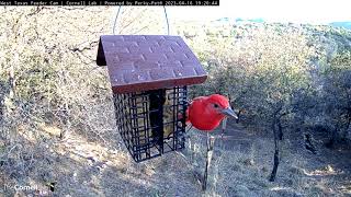 Male Summer Tanager Eyes The West Texas Feeder Cam While Eating Suet  April 16 2023 [upl. by Attenod921]