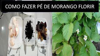 ADUBO caseiro para florir pé de MORANGO [upl. by Redvers]