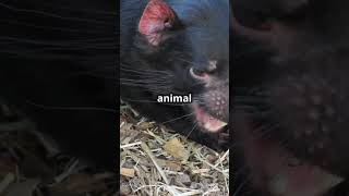 Tasmanian Devils The Real Taz [upl. by Decamp529]