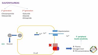 ORAL HYPOGLYCEMIC AGENTS  PART 1  SULFONYLUREAS  METAGLINIDES [upl. by Nivra]