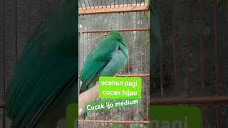 CUCAK IJO MEDIUM GACOR NGEROLL FULL NGEKEK [upl. by Murdock565]