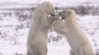 Polar Bears Of The Canadian Arctic SD [upl. by Rosmunda]