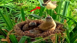 Both barwinged prinia birds bring black spiders to feed their young [upl. by Maiah296]