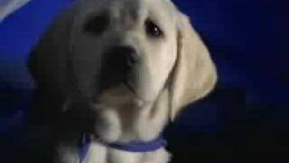 K9 Advantix Commercial Hello Mother Hello Father [upl. by Ttoille]