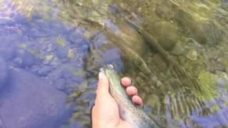 Haigler Creek Rainbow Trout Fishing [upl. by Aylatan]