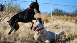 Doberman takes on Kangal  Two breeds playing hard [upl. by Faust887]