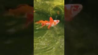 Somebodys Watching Me Fishies goldfishtv fish goldfish [upl. by Assirrec]