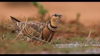 Zandhoenders in Spanje pintailed sandgrouse [upl. by Adnwahsar344]