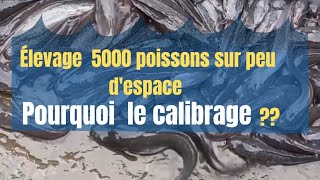 pisciculture projets 5000 alevins  pourquoi le calibrage [upl. by Ecilayram]